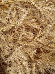 Rustic Charm: Detailed Close-up of Healthy Wheat Sprouting in Field, Farming and Harvesting Season