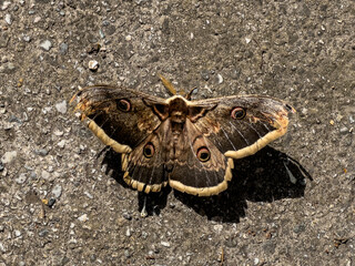 Vienna Night Peacock Butterfly
