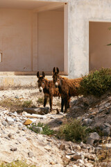 Two donkeys,  Sal Rei, Boa Vista, cape Verde