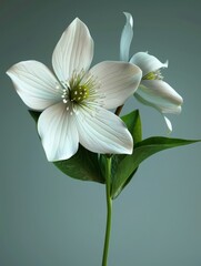 Naklejka premium white magnolia flower