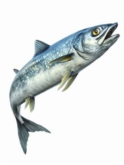 Fototapeta premium fish isolated on white