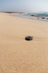Pebble on the beach Praia de Chaves, Boa Vista, Cape Verde 