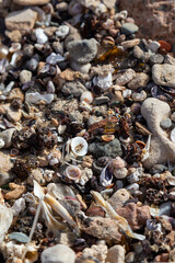 Shells on the beach, Sal Rei, Boa Vista, Cape Verde