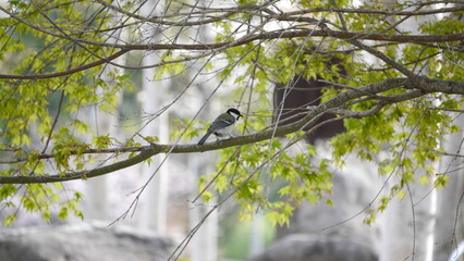 ５月湖畔での野鳥シジュカラ