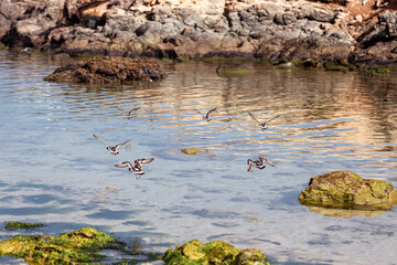 Wading birds flying, Sal Rei, Boa Vista, Cape Verde