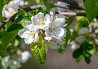Obraz premium Flowers on an apple fruit tree in spring. Close-up
