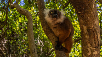A curious female lemur Eulemur macaco is sitting on the trunk of a tree, looking carefully. Bright...
