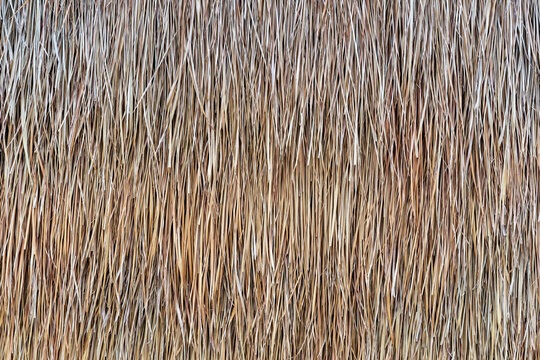 straw wall by dry grass to hay stack background or brown nature roof texture for decor architecture by countryside house to natural agriculture yellow golden wallpaper with pattern copy space