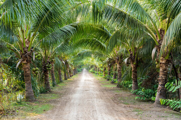 Coconut Garden with many coconuts trees and green bunch for fresh coconut milk or water and...