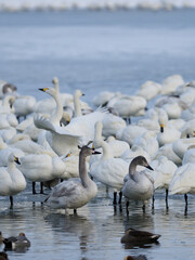 オオハクチョウの子供達