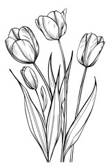 Simple line drawing of tulips, vector svg