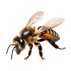 Bee on a white background, with a black body and yellow stripes.