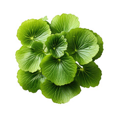Green leaf texture with veins. on a transparent background.
