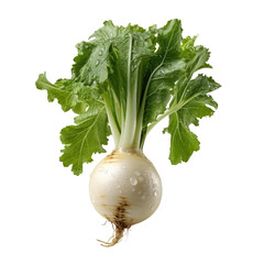 This is a photo of a rutabaga, a root vegetable that is a cross between a turnip and a cabbage