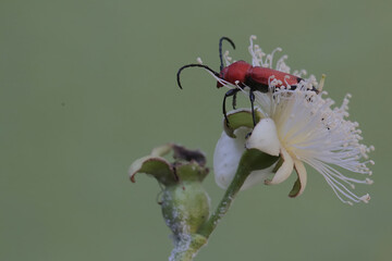 A longhorned beetle of the species Euryphagus lundii is looking for food in guava fruit. The larvae...