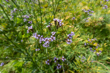 Iina Park Kawaguchi, Akayama Historical Nature Park