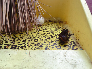 a dead black beetle on a dustpan