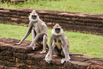 Sri Lanka | Monkeys