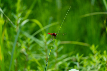 Iina Park Kawaguchi, Akayama Historical Nature Park