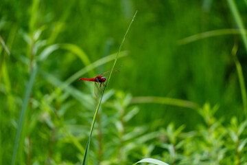 Iina Park Kawaguchi, Akayama Historical Nature Park