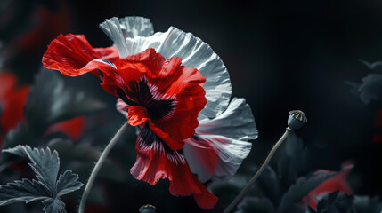Close-Up of a Red and White Poppy Flower, Showcasing Delicate Petals and Ethereal Beauty Against a Dark Background