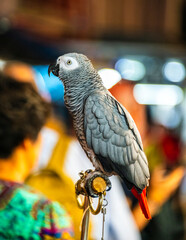 African Grey Parrot at work