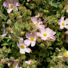 Cistus lenis or Rock rose 'Grayswood Pink'. Ornamental shrub with abundant bowl-shaped flowers with...