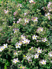 Cistus lenis or Rock rose 'Grayswood Pink'. Ornamental shrub with abundant bowl-shaped flowers with...