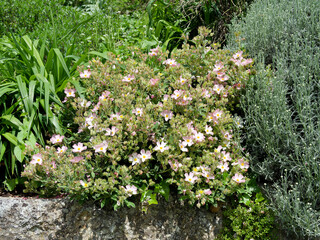 Cistus  lenis or Rock rose 'Grayswood Pink'. Mediterranean rockery plant with magnificent cascades...