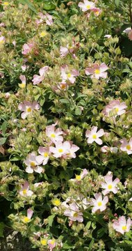 (Cistus x lenis) Pink Rock bush 'Grayswood Pink' above a low wall forming a magnificent cascade of flowers in spring attracting pollinating insects
