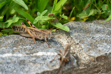 Iina Park Kawaguchi, Akayama Historical Nature Park	