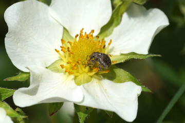Marram gras weevil Philopedon plagiatus (plagiatum), family Curculionidae. On the flower of...
