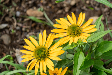 Iina Park Kawaguchi, Akayama Historical Nature Park	
