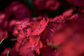 撫子のある風景