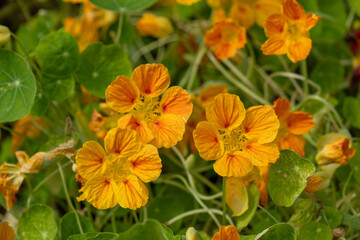 Iina Park Kawaguchi, Akayama Historical Nature Park	
