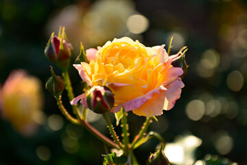 薔薇のある風景