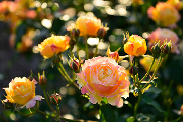 薔薇のある風景