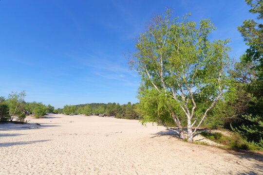 White sand of the Cul de Chien in Fontainebleau forest