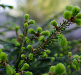 a fir cone.a green budding cone on the tree.