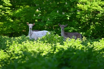 Fallow - fallow deer. (Dama dama ) Beautiful natural background with animals. Forest and sunset....
