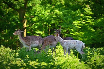 Fallow - fallow deer. (Dama dama ) Beautiful natural background with animals. Forest and sunset. Brno - Czech Republic - Europe. Animal - nature