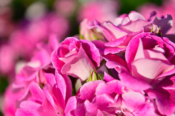 薔薇のある風景