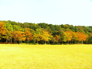 草原と林ある秋の21世紀の森と広場風景