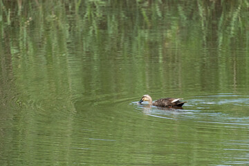 Iina Park Kawaguchi, Akayama Historical Nature Park