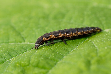 female firefly larva, Lampyris noctiluca, on green leaf, side view of a common glow-worm caterpillar, a family of Lampyridae