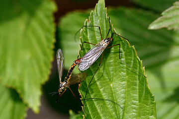 Crane flies or mosquito hawks, Tipulidae famaliy mating on a green leaf, close-up of two adult...