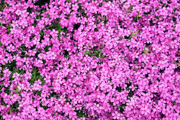 top view of pink moss phlox, Phlox subulata, creeping phlox, flower background