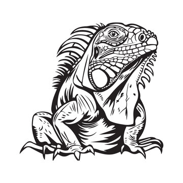 Iguana Vector Art, Icons, and Graphics on white background