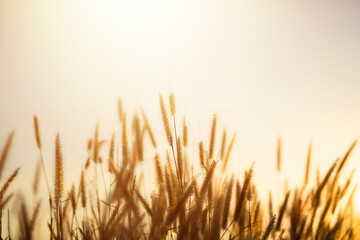 A field of tall golden grass with the sun shining on it