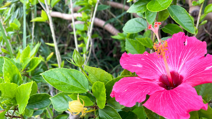 沖縄のハイビスカス 石垣島